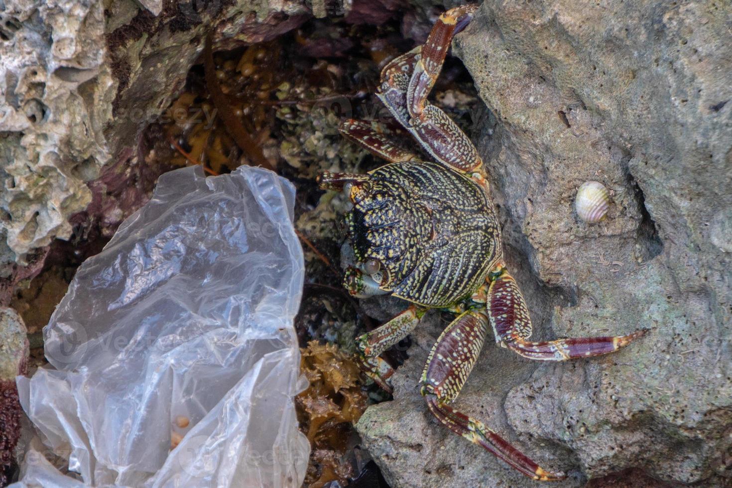 cangrejo comer plástico contaminación medio ambiente mar en peligro foto