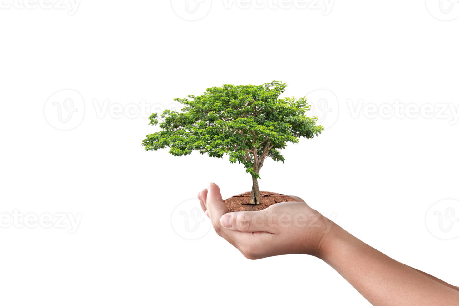 Hand holding big tree isolated png