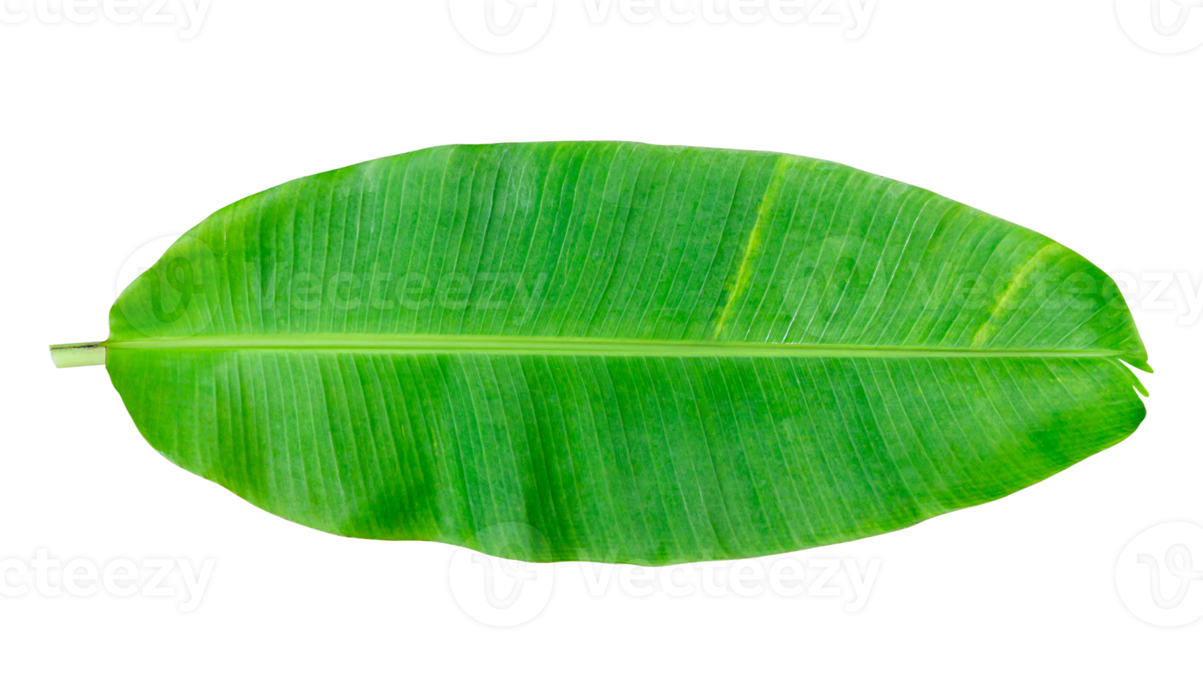 Whole banana leaf isolated 18742767 PNG