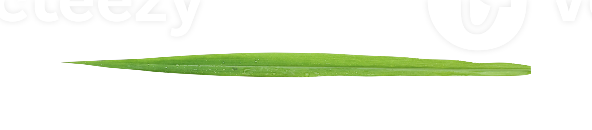 Blades of grass isolated png