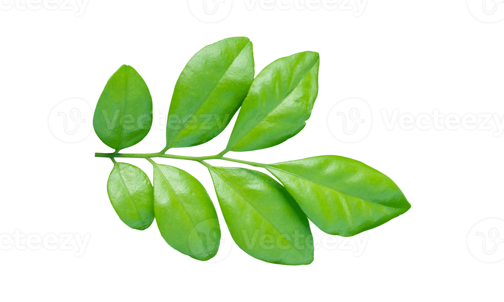 Green leaves branch isolated on transparent background PNG file