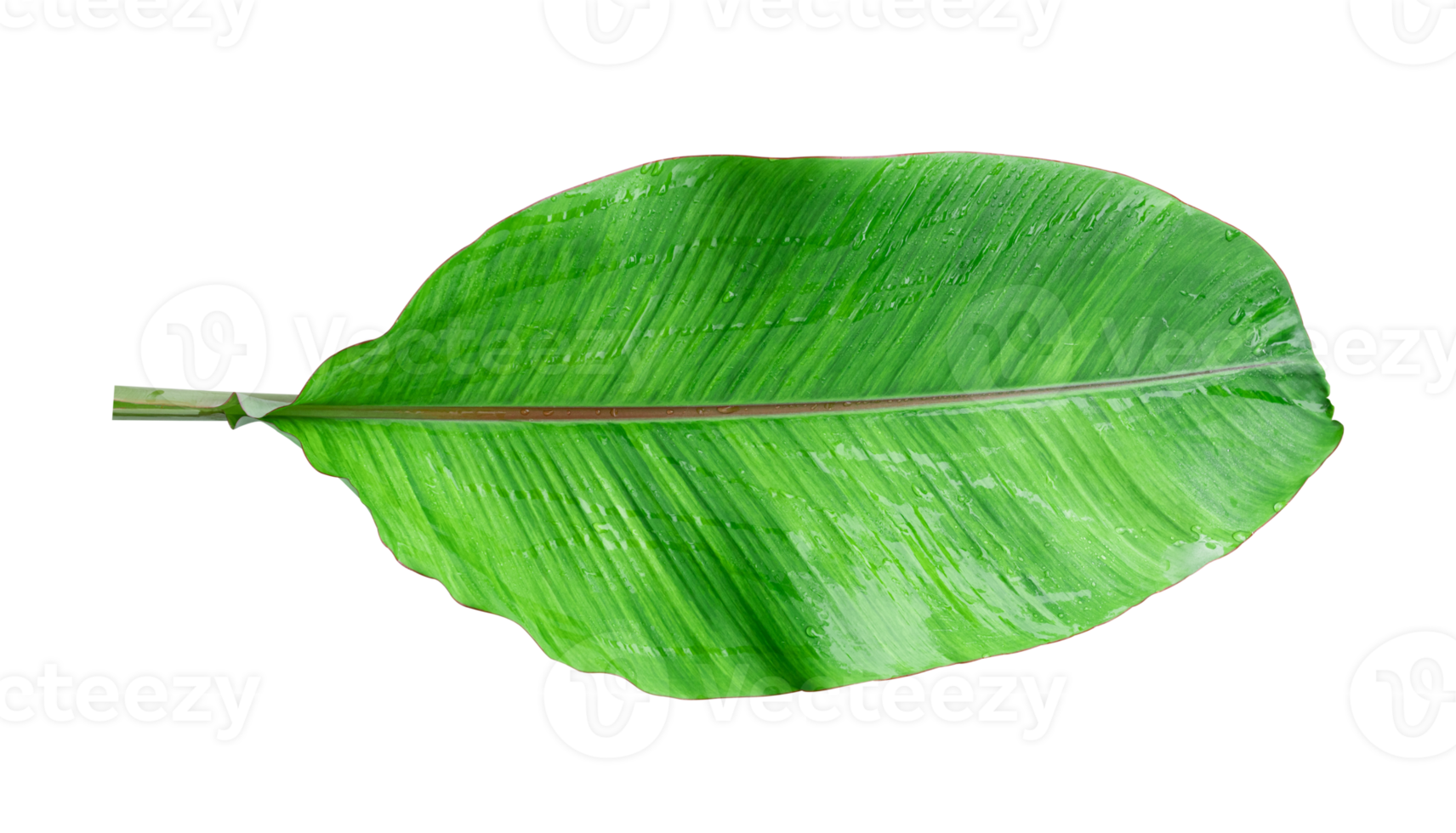 Fresh banana leaves isolated on transparent background PNG file