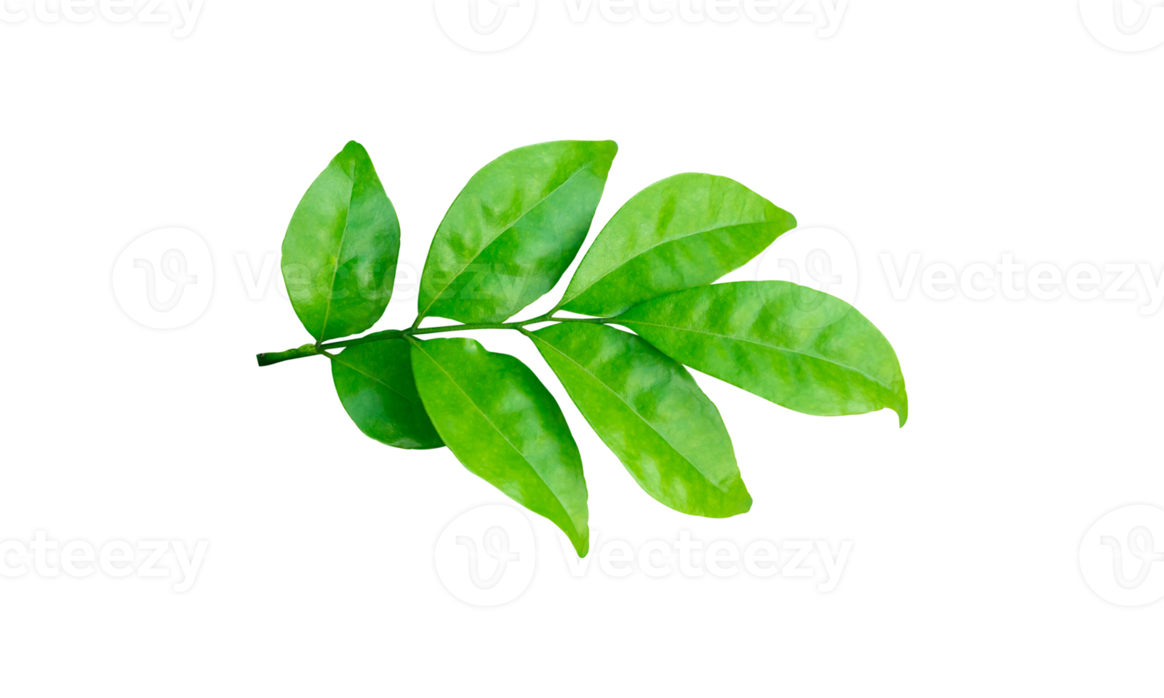 Green leaves branch isolated on transparent background PNG file