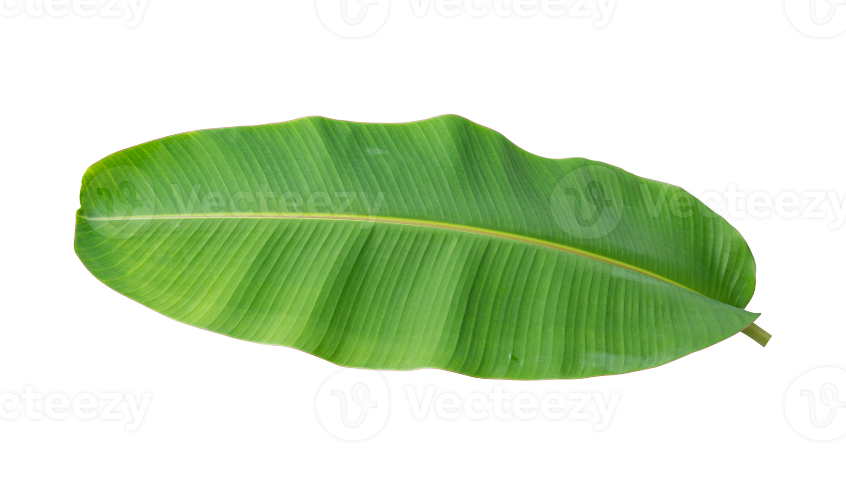 Fresh banana leaves isolated on transparent background PNG file