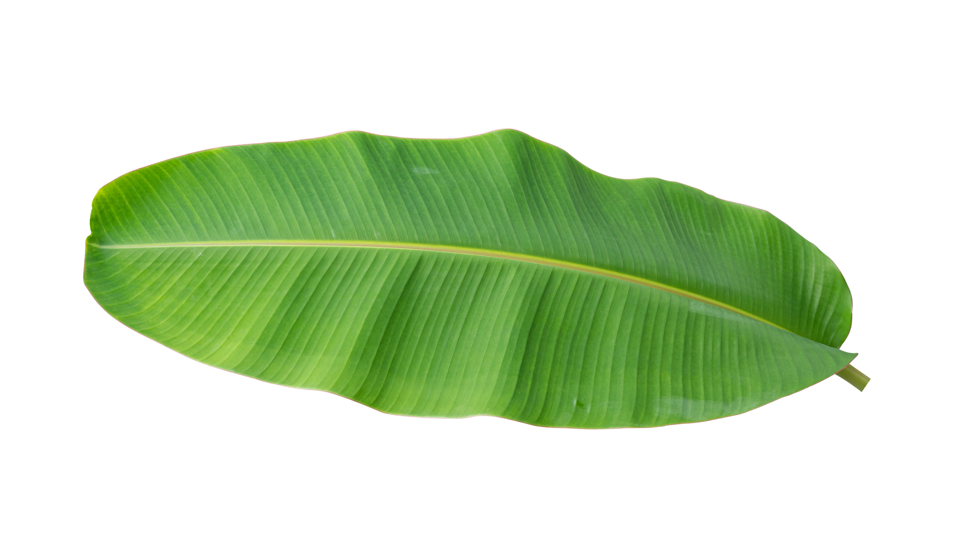 Banana Leaf Banana Leaf Banana Tree Png Transparent Clipart Image ...