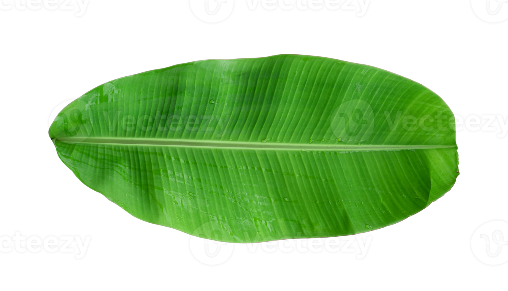 Fresh banana leaves isolated on transparent background PNG file