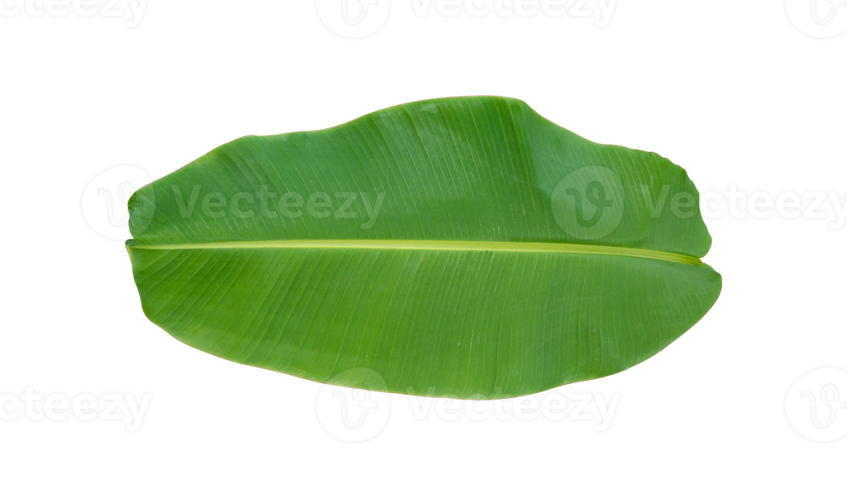 Fresh banana leaves isolated on transparent background PNG file