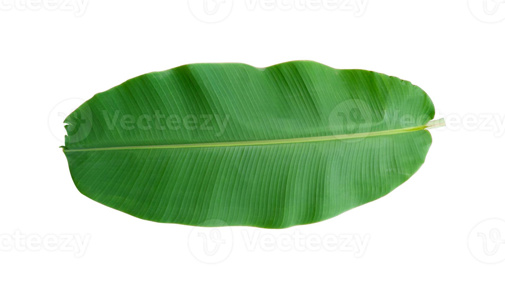 Fresh banana leaves isolated on transparent background PNG file