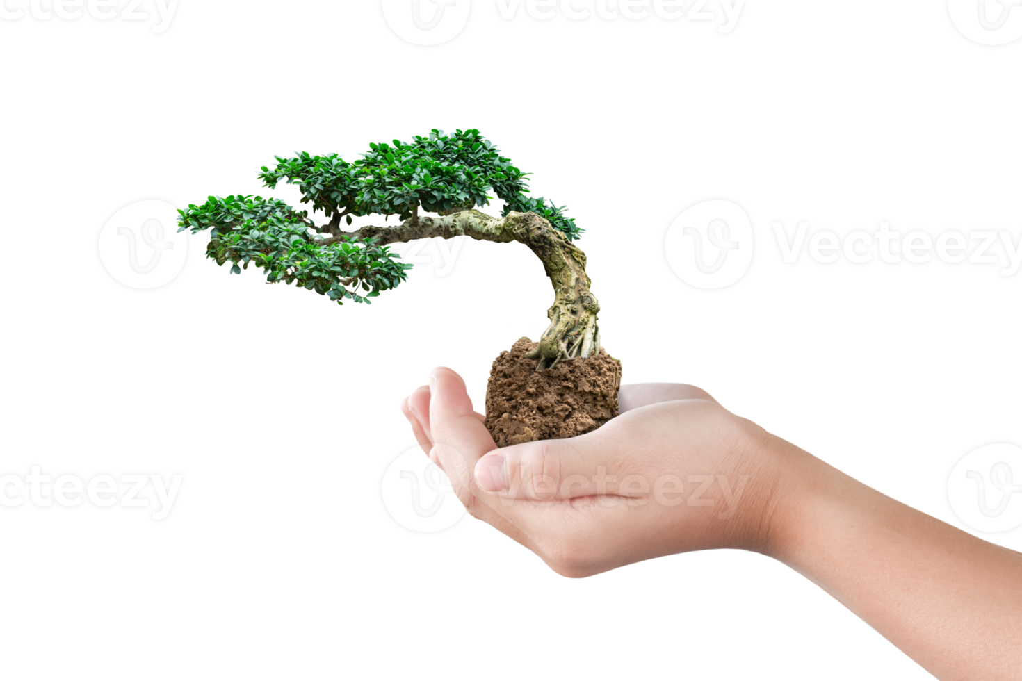 Hand holding bonsai tree png