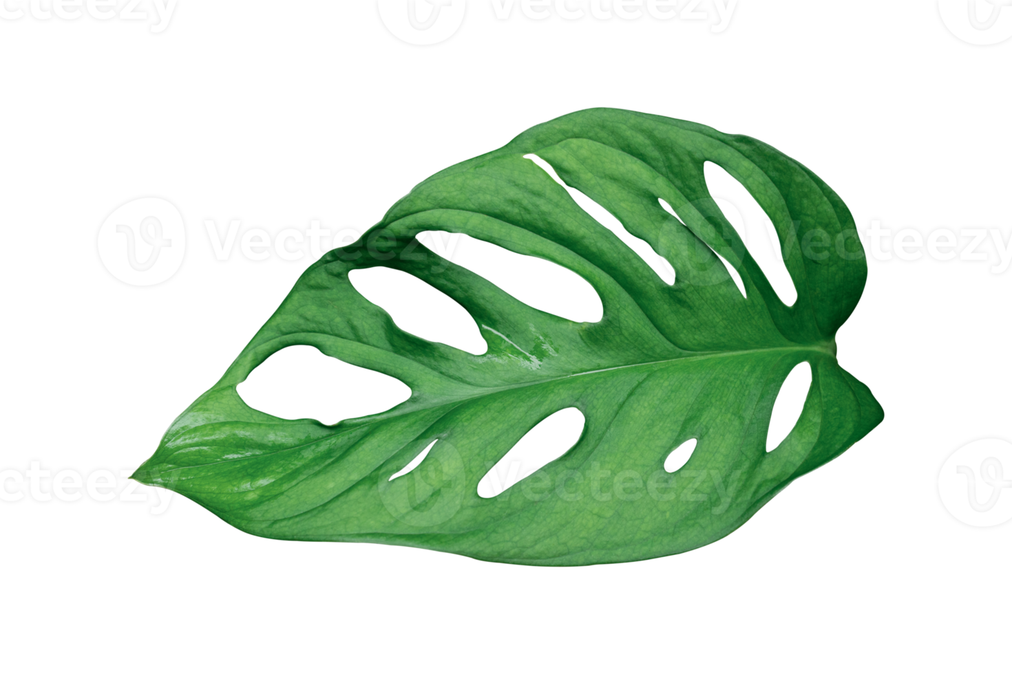 monstera löv isolerat på transparent bakgrund png fil