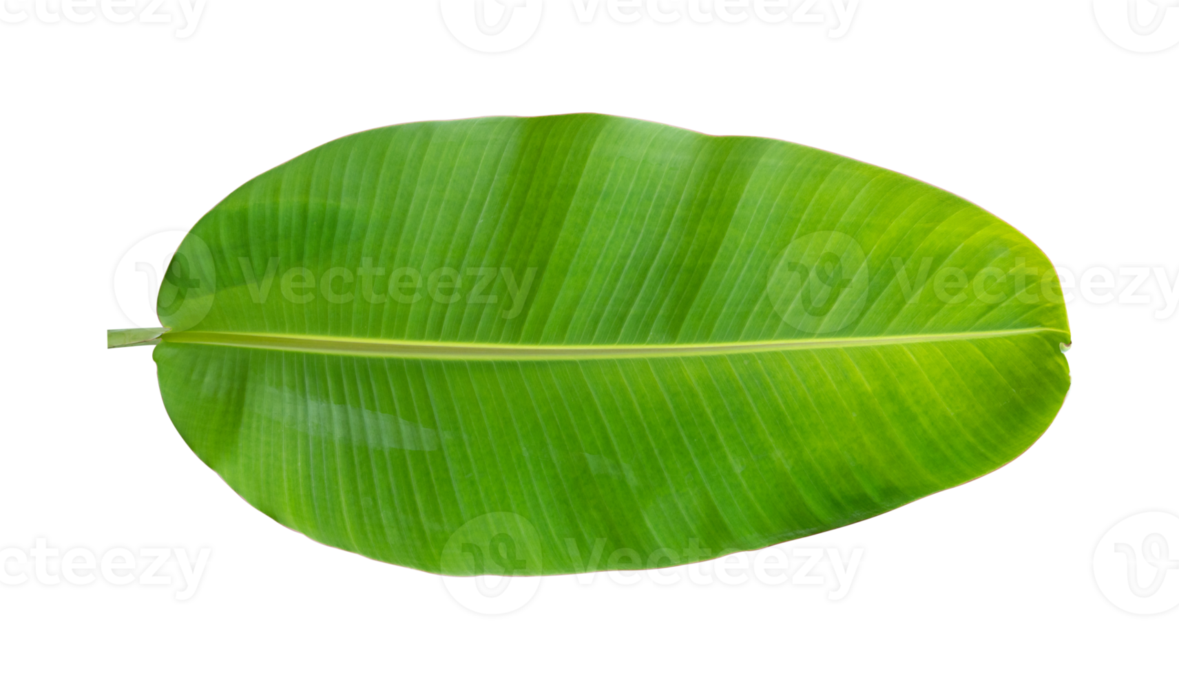 Fresh banana leaves isolated on transparent background PNG file