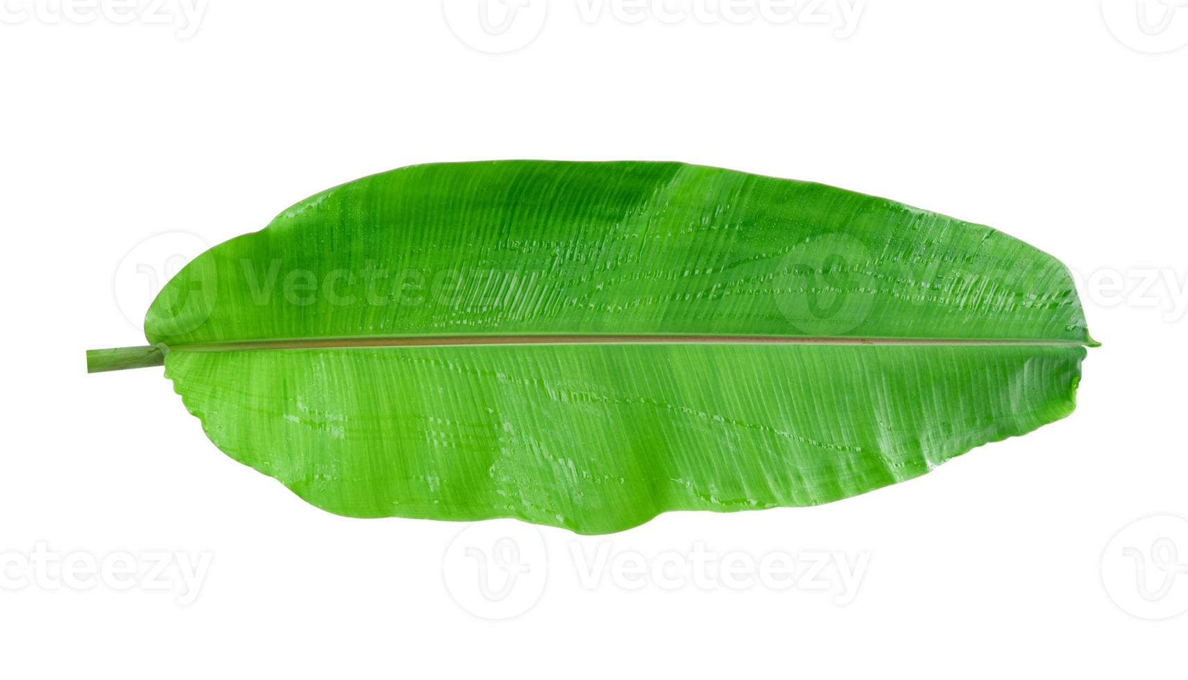 Fresh banana leaves isolated on transparent background PNG file