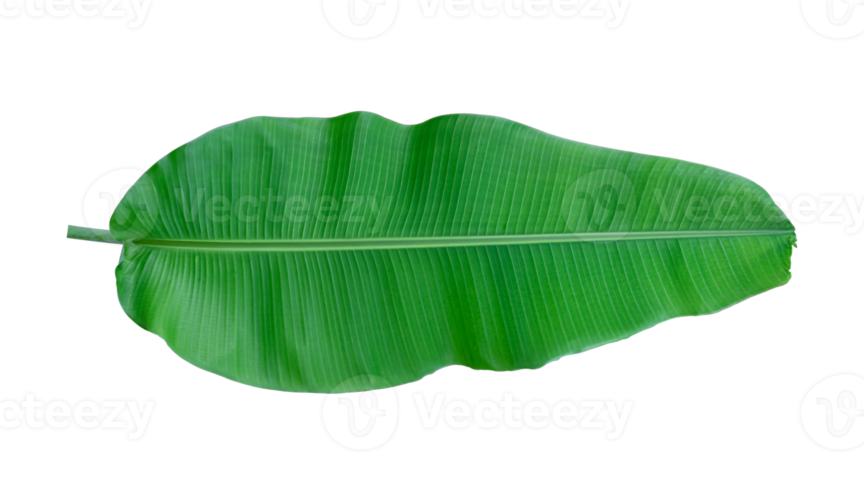 Fresh banana leaves isolated on transparent background PNG file