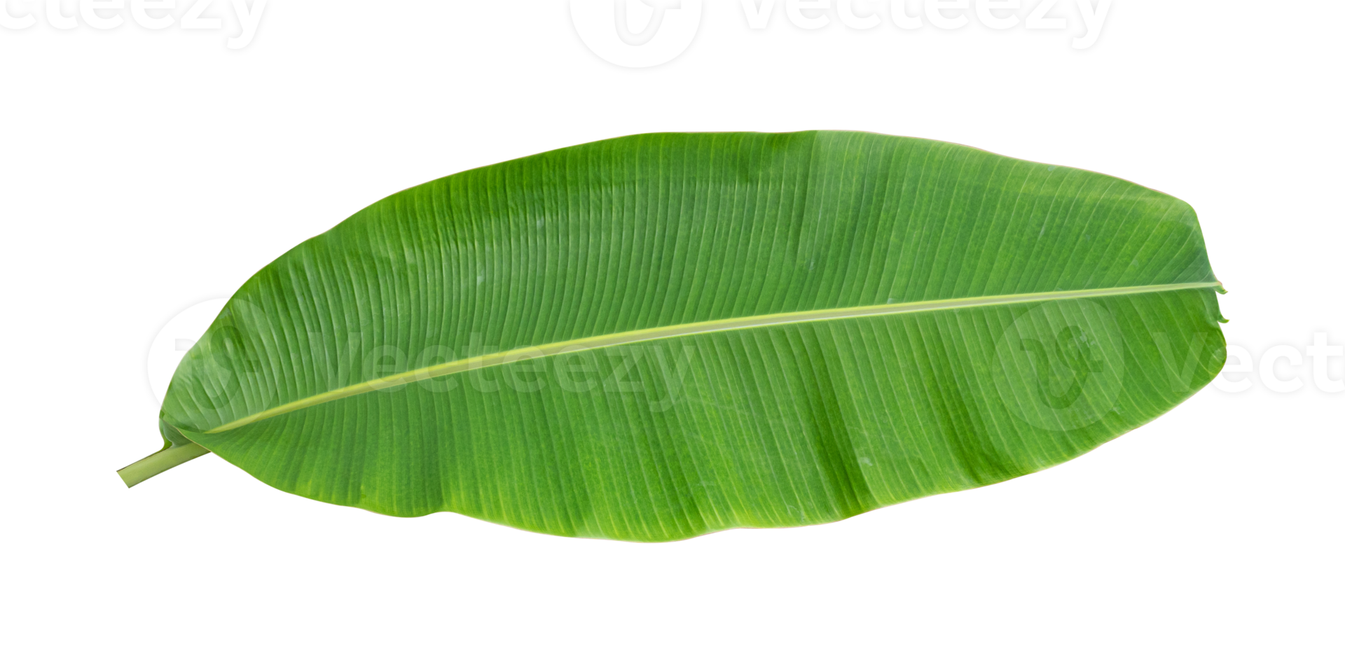 Fresh banana leaves isolated on transparent background PNG file