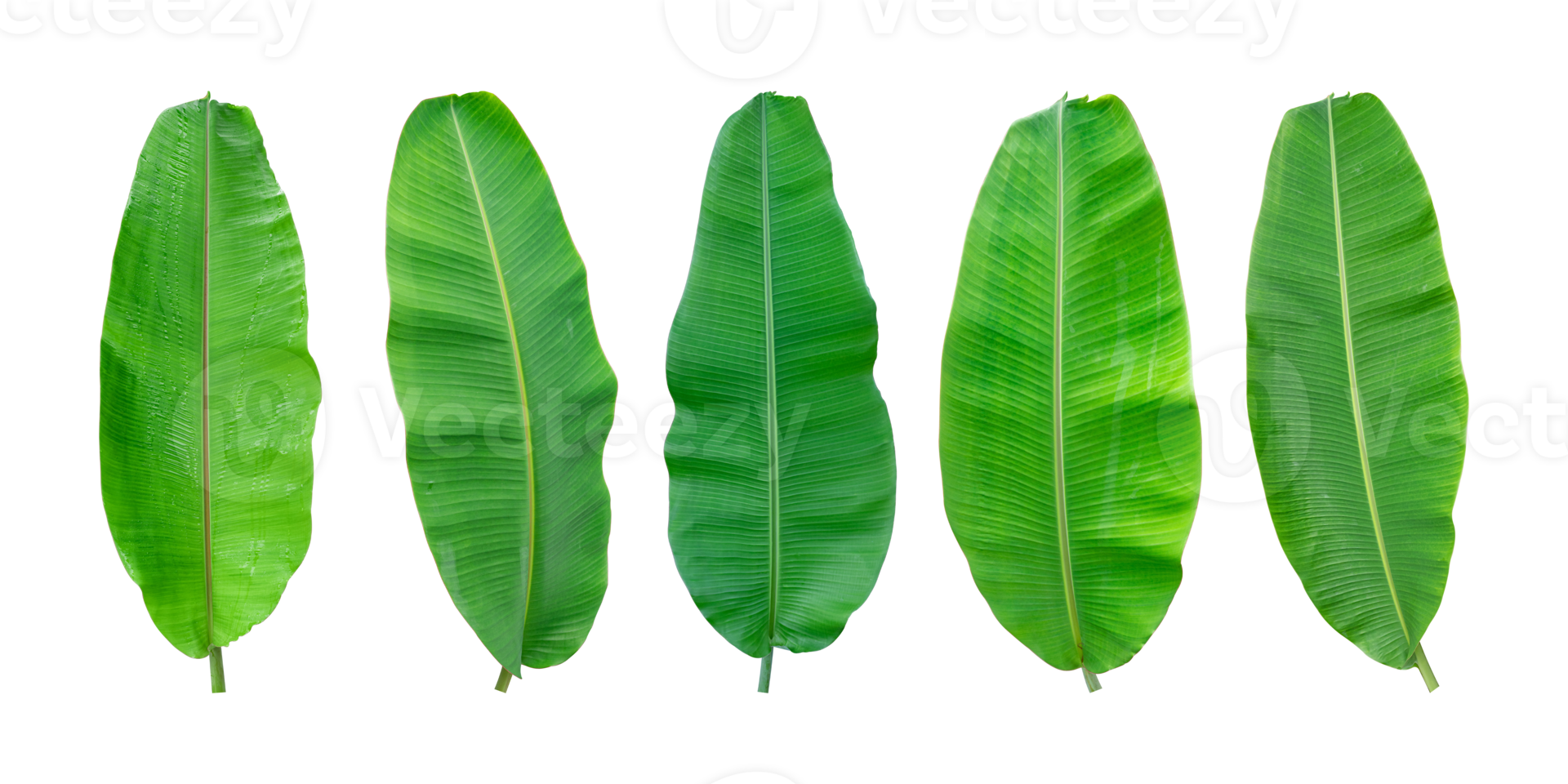 Set of Fresh banana leaves isolated on transparent background PNG file ...