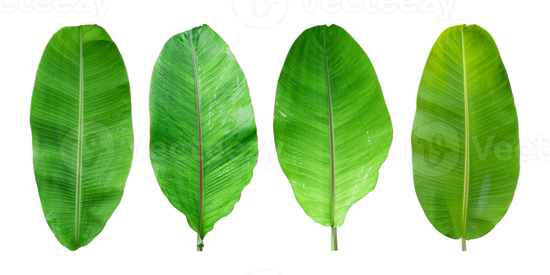 Set of Fresh banana leaves isolated on transparent background PNG file