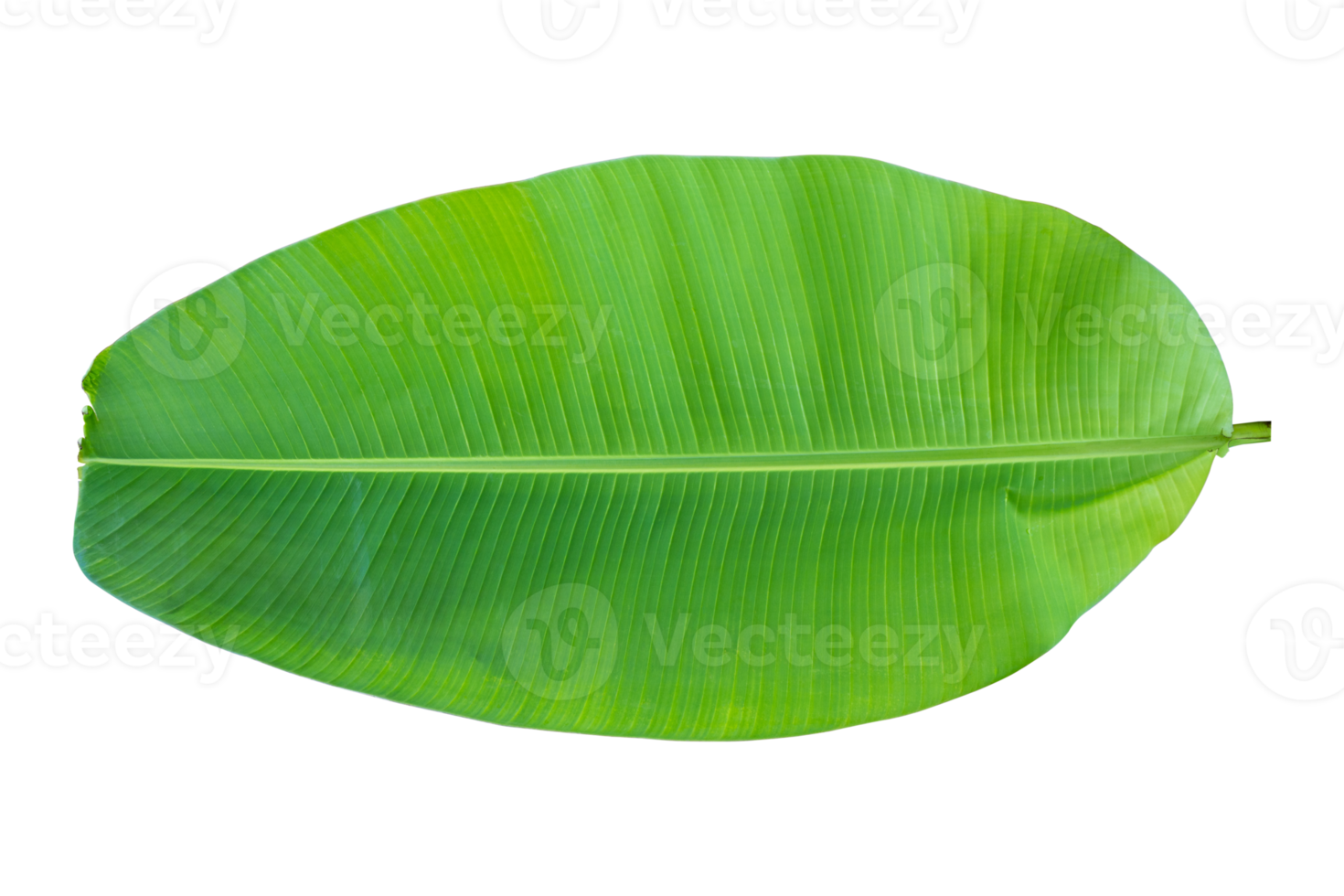 Fresh banana leaves isolated on transparent background PNG file
