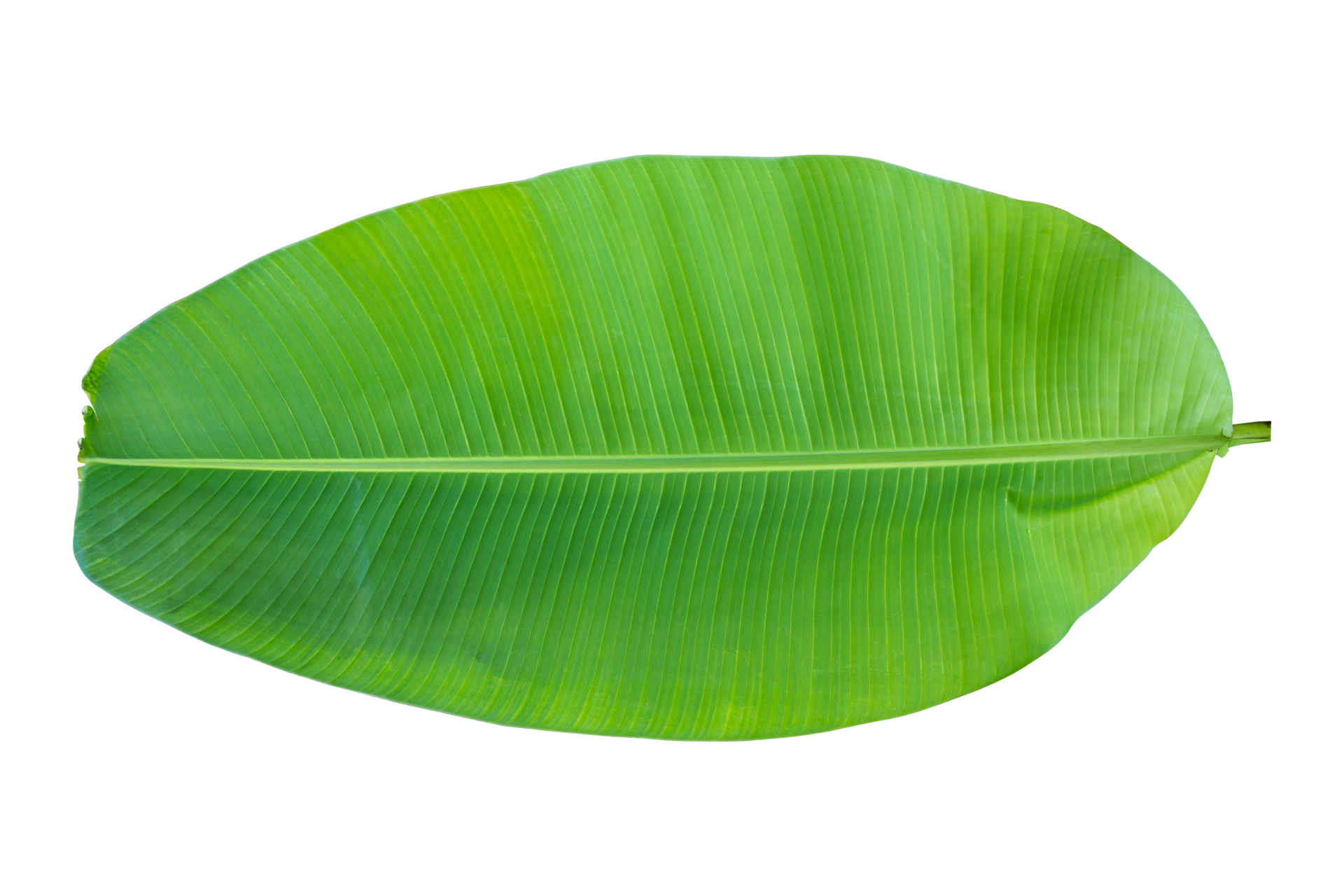 Fresh banana leaves isolated on transparent background PNG file