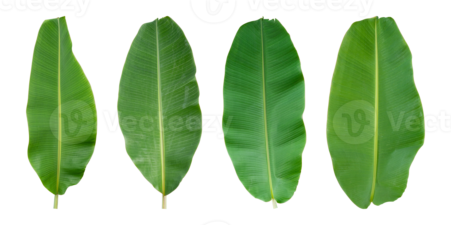 Set of Fresh banana leaves isolated on transparent background PNG file