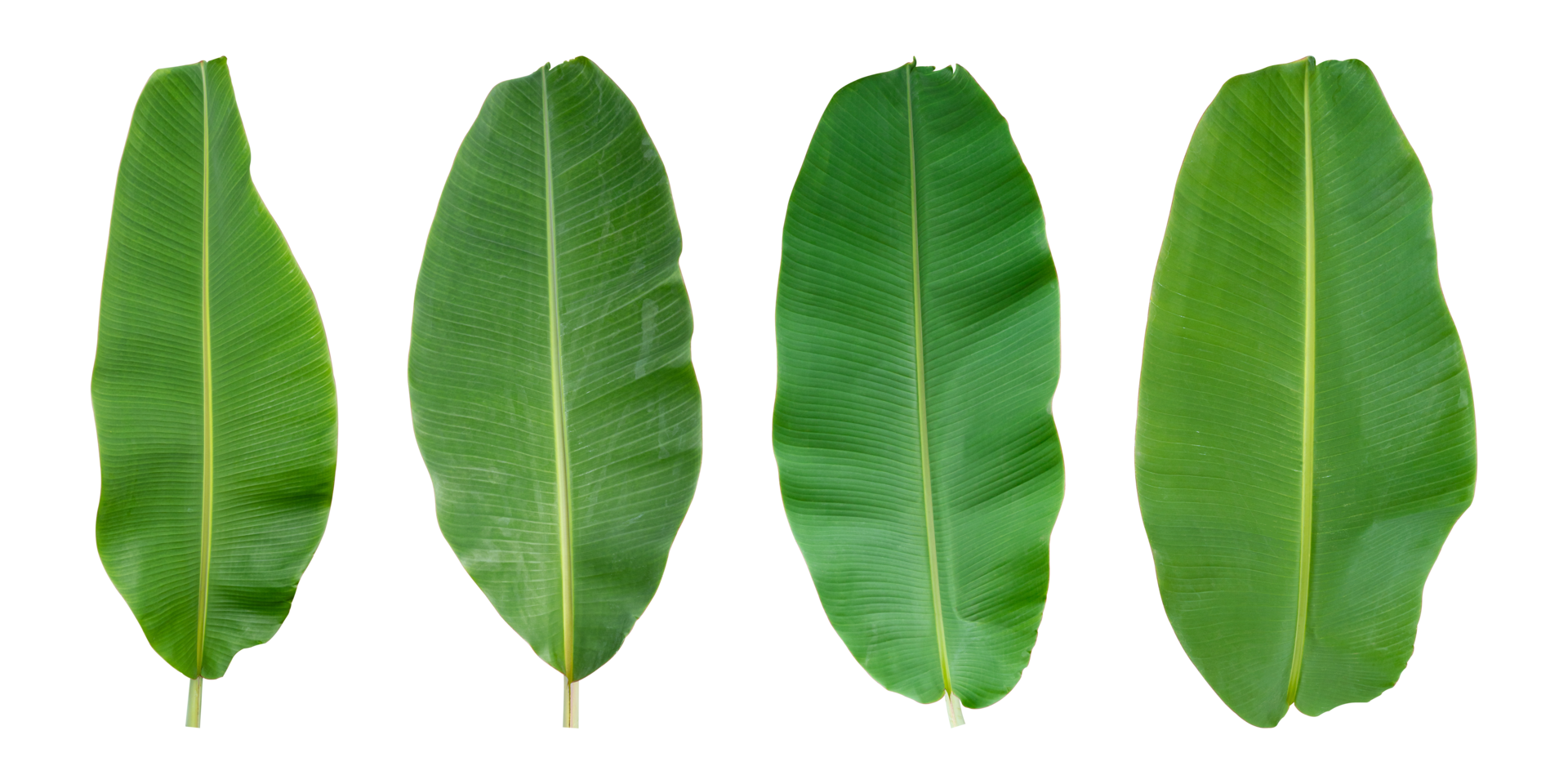 Free Set of Fresh banana leaves isolated on transparent background PNG ...