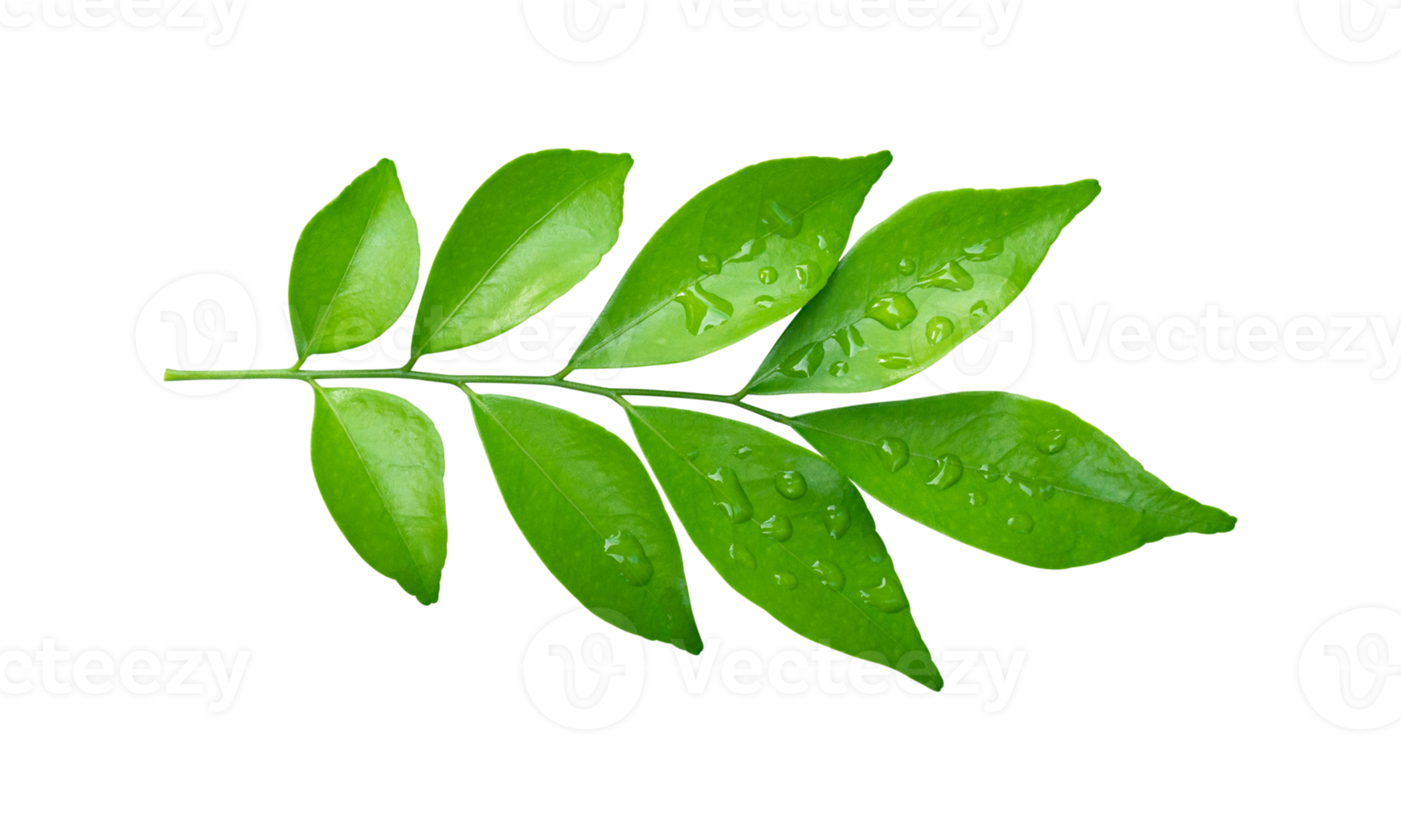 Green leaves branch with drops isolated on transparent background PNG file