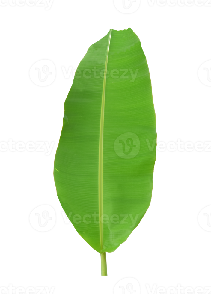 green banana leaf isolated 18743001 PNG