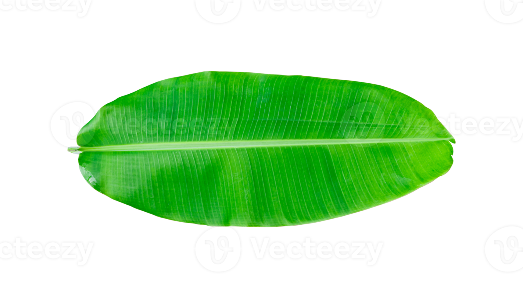 Whole banana leaf isolated png