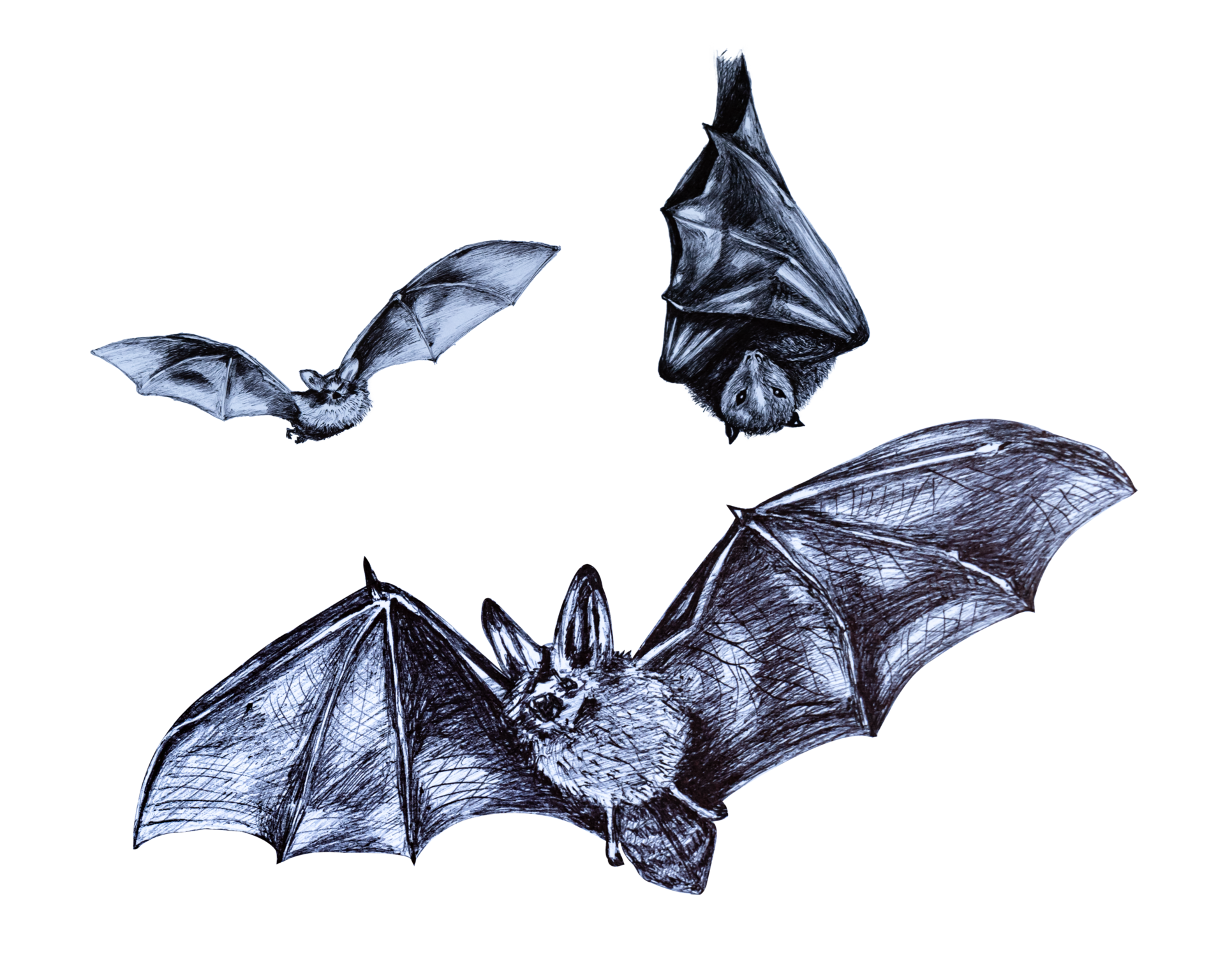 Hand drawing sketch of a bat 18743024 PNG