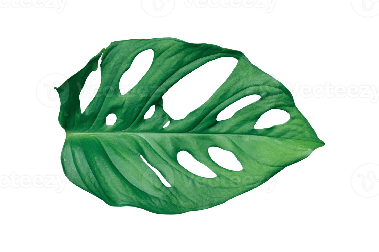 Monstera leaves Isolated on transparent background PNG file