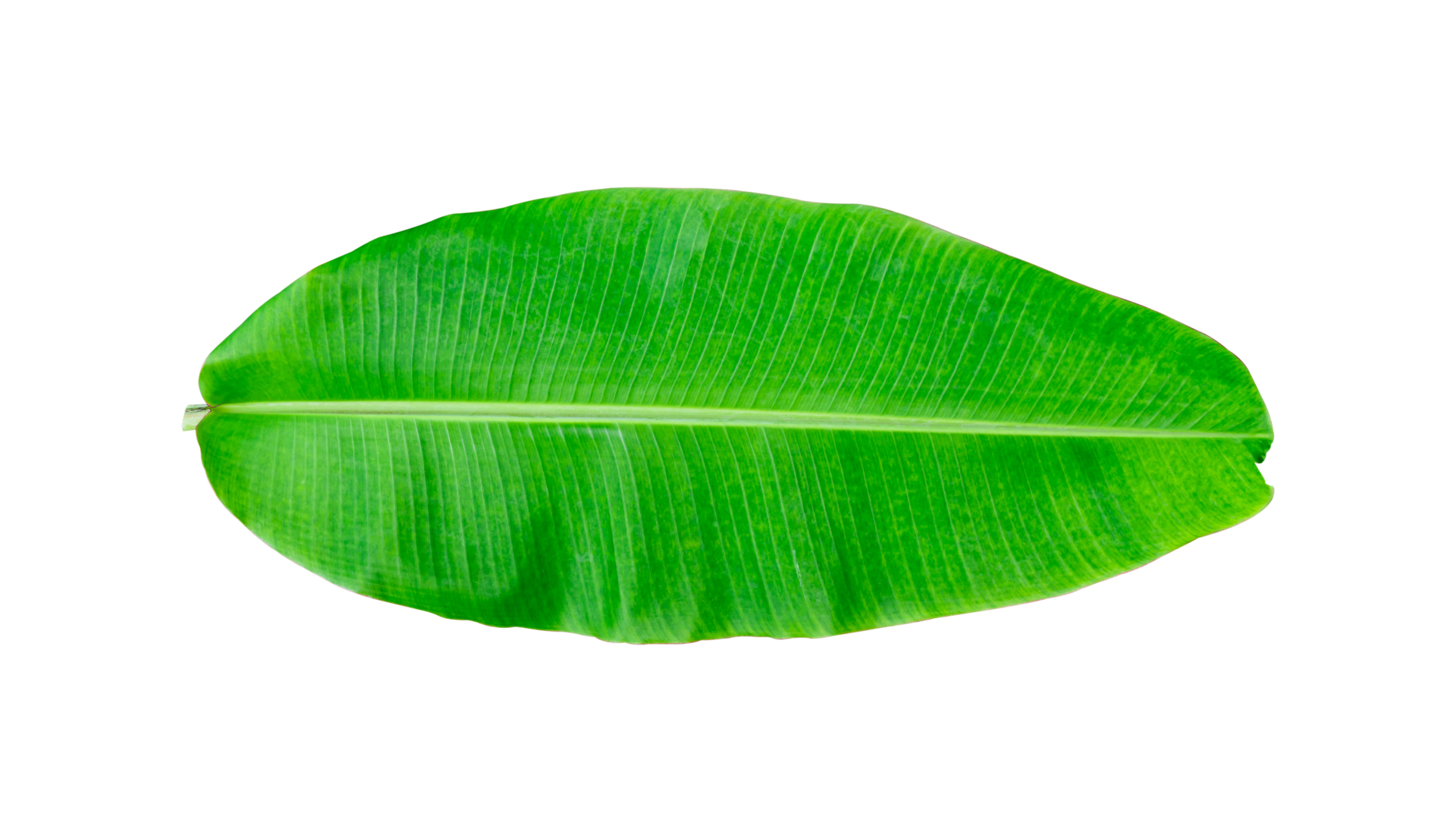 Whole banana leaf isolated 18743053 PNG