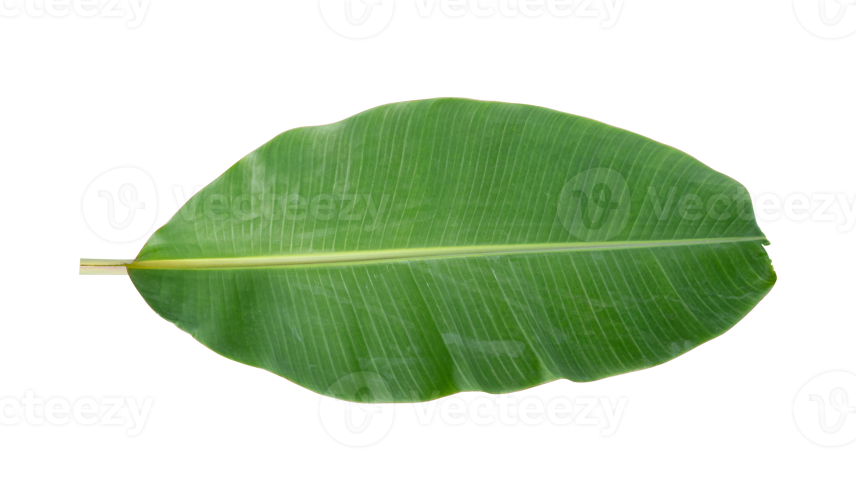 Fresh banana leaves isolated on transparent background PNG file