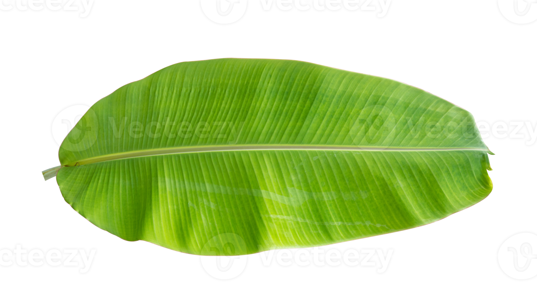 Fresh banana leaves isolated on transparent background PNG file