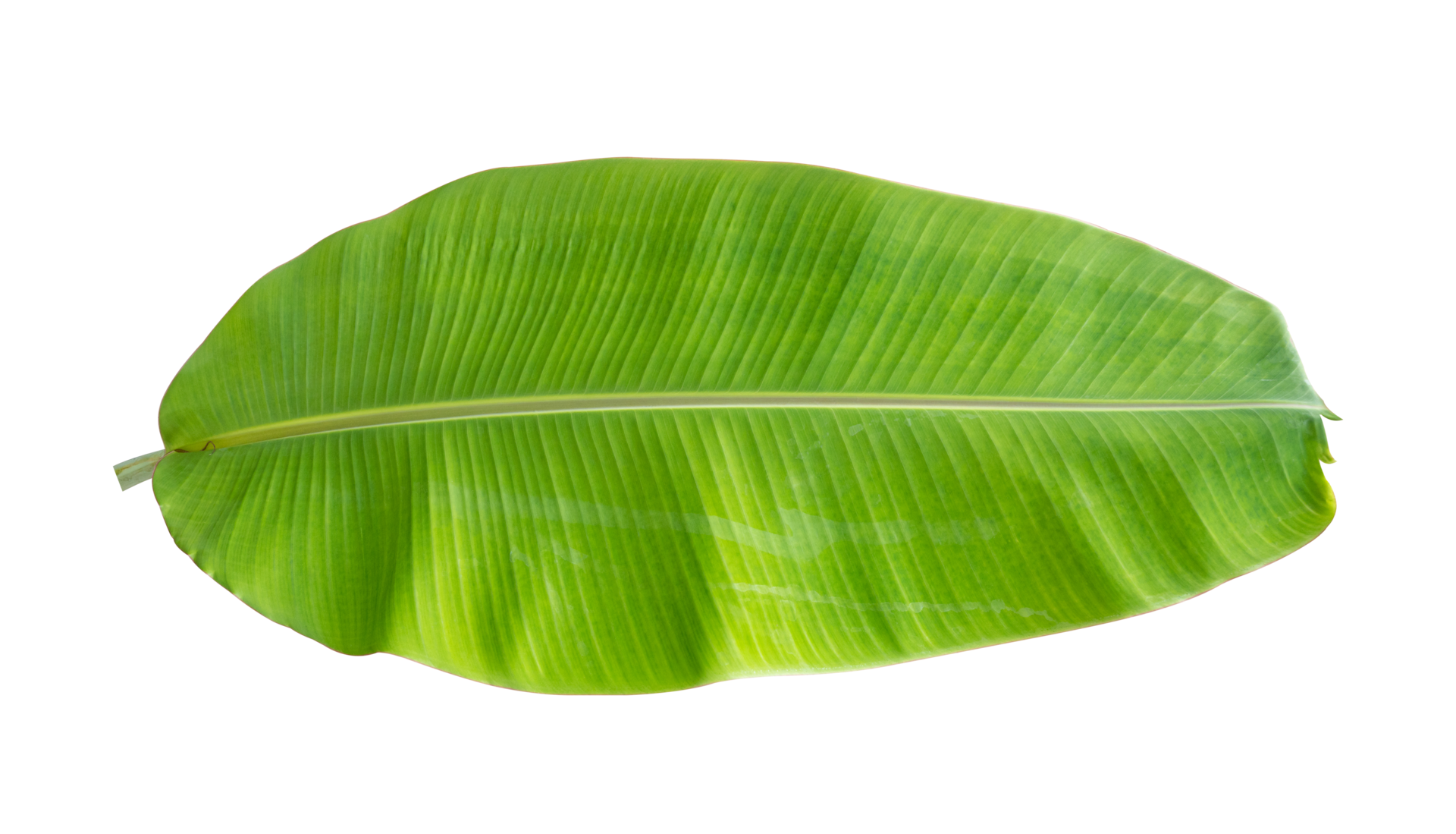 Fresh banana leaves isolated on transparent background PNG file