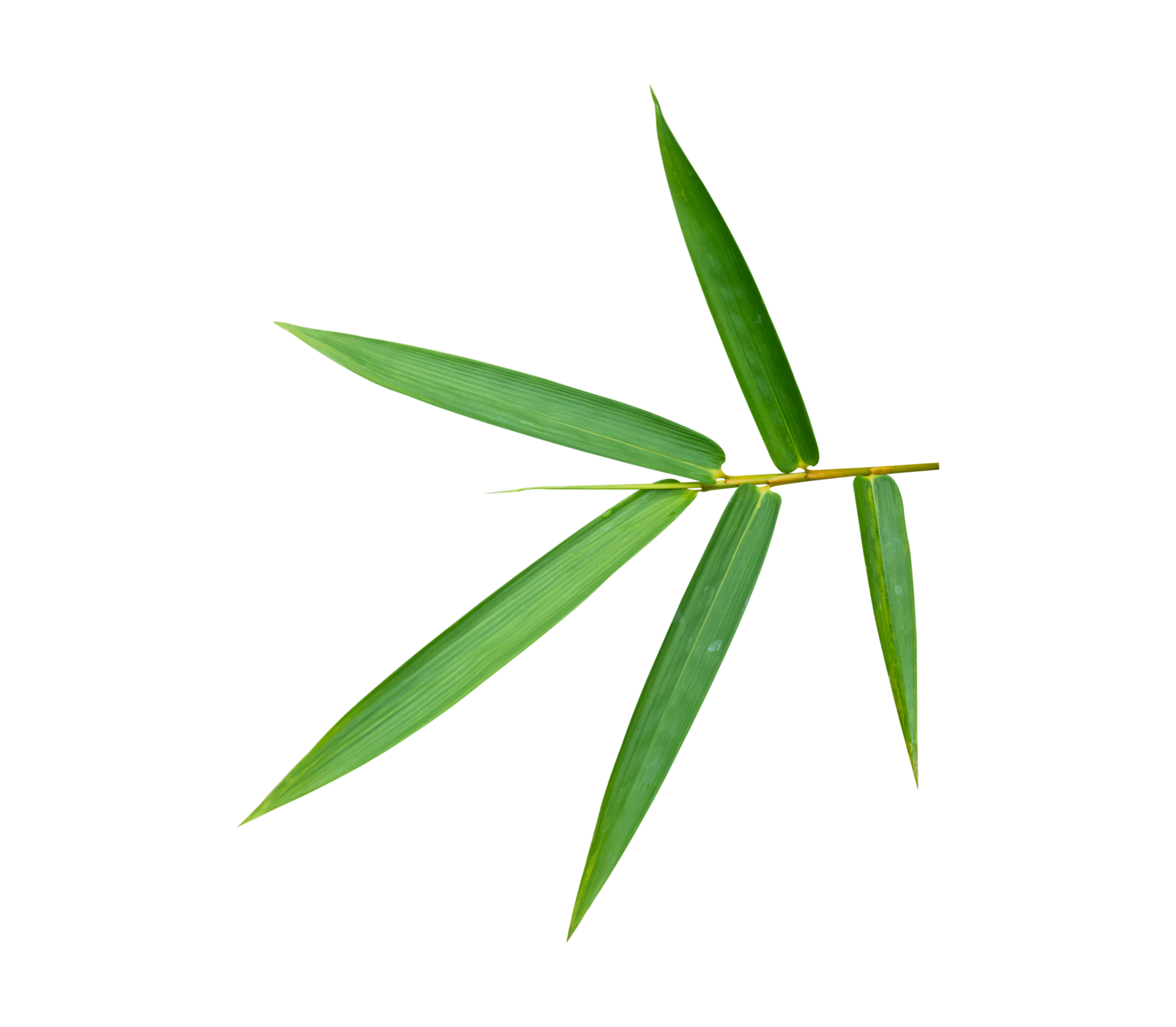Bamboo leaf Isolated on transparent background PNG file 18743075 PNG