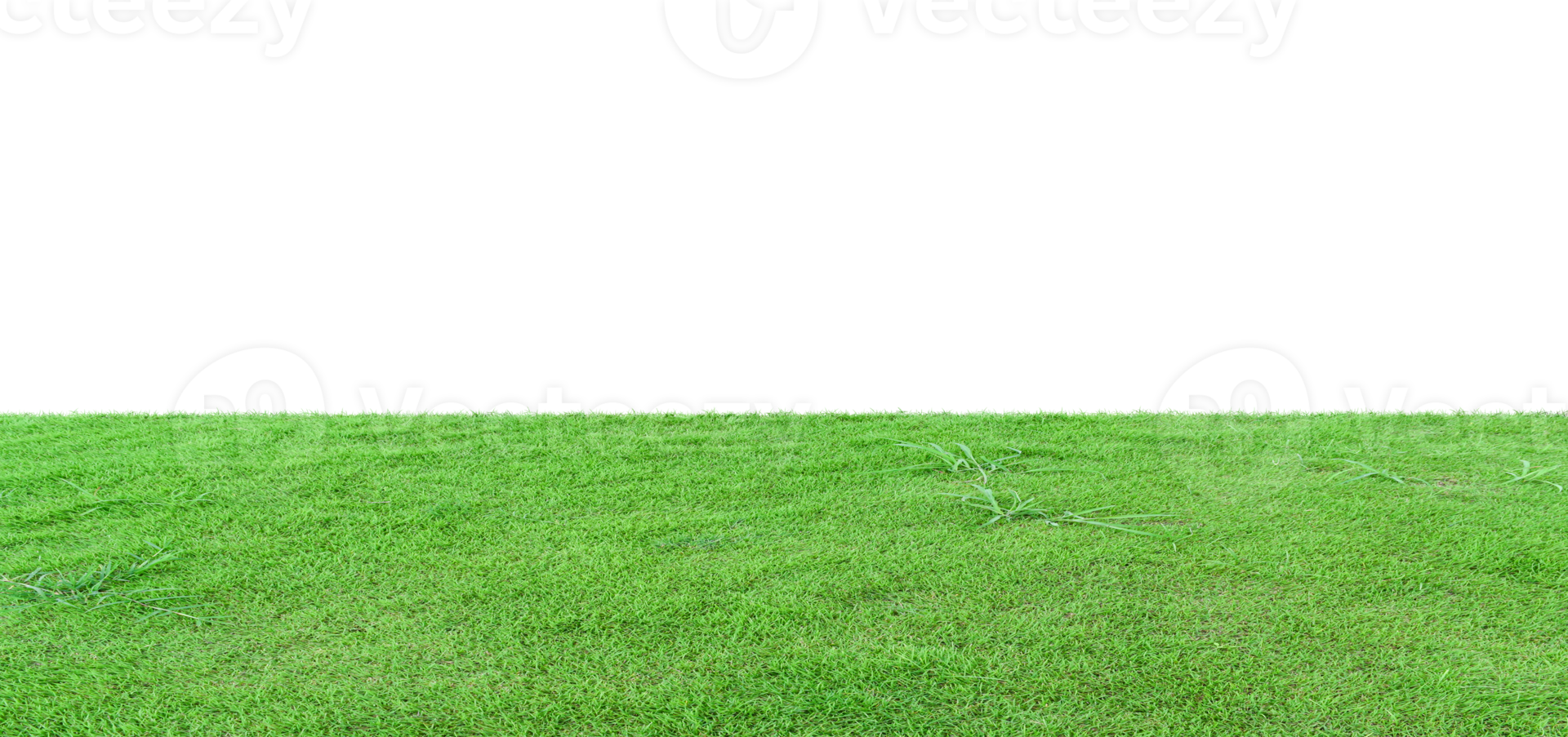 grass filed isolated png