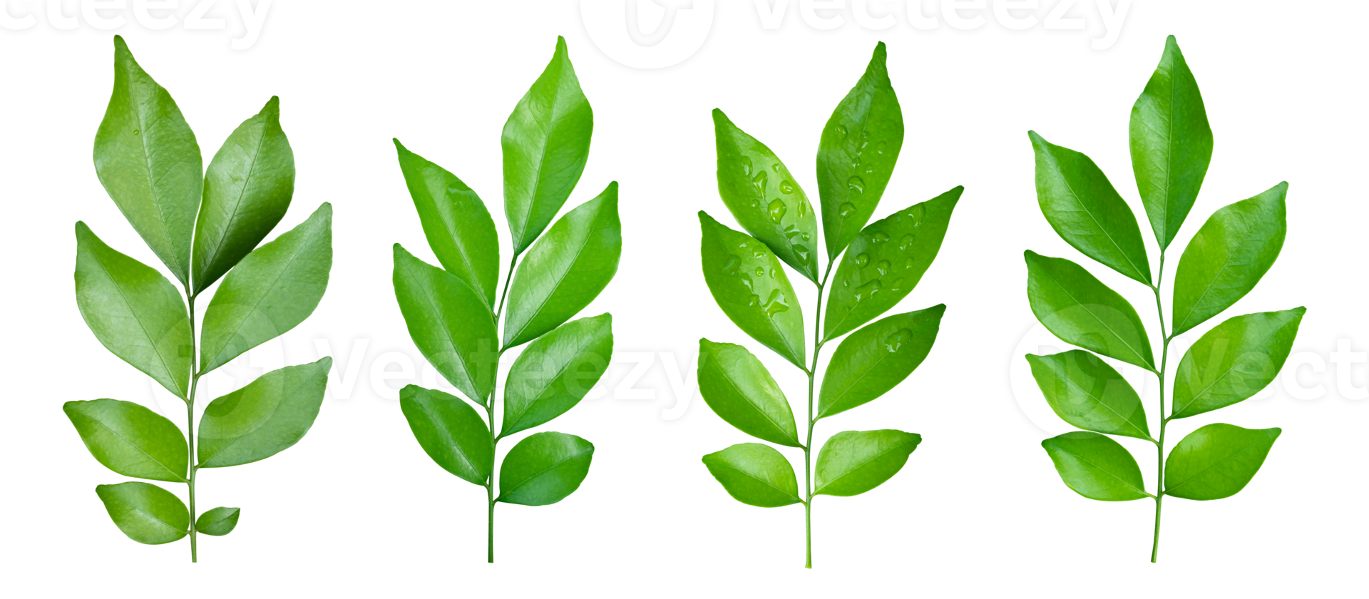 Set of Green leaves branch isolated on transparent background PNG file