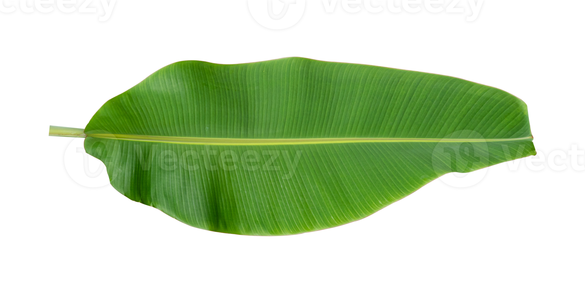 Fresh banana leaves isolated on transparent background PNG file