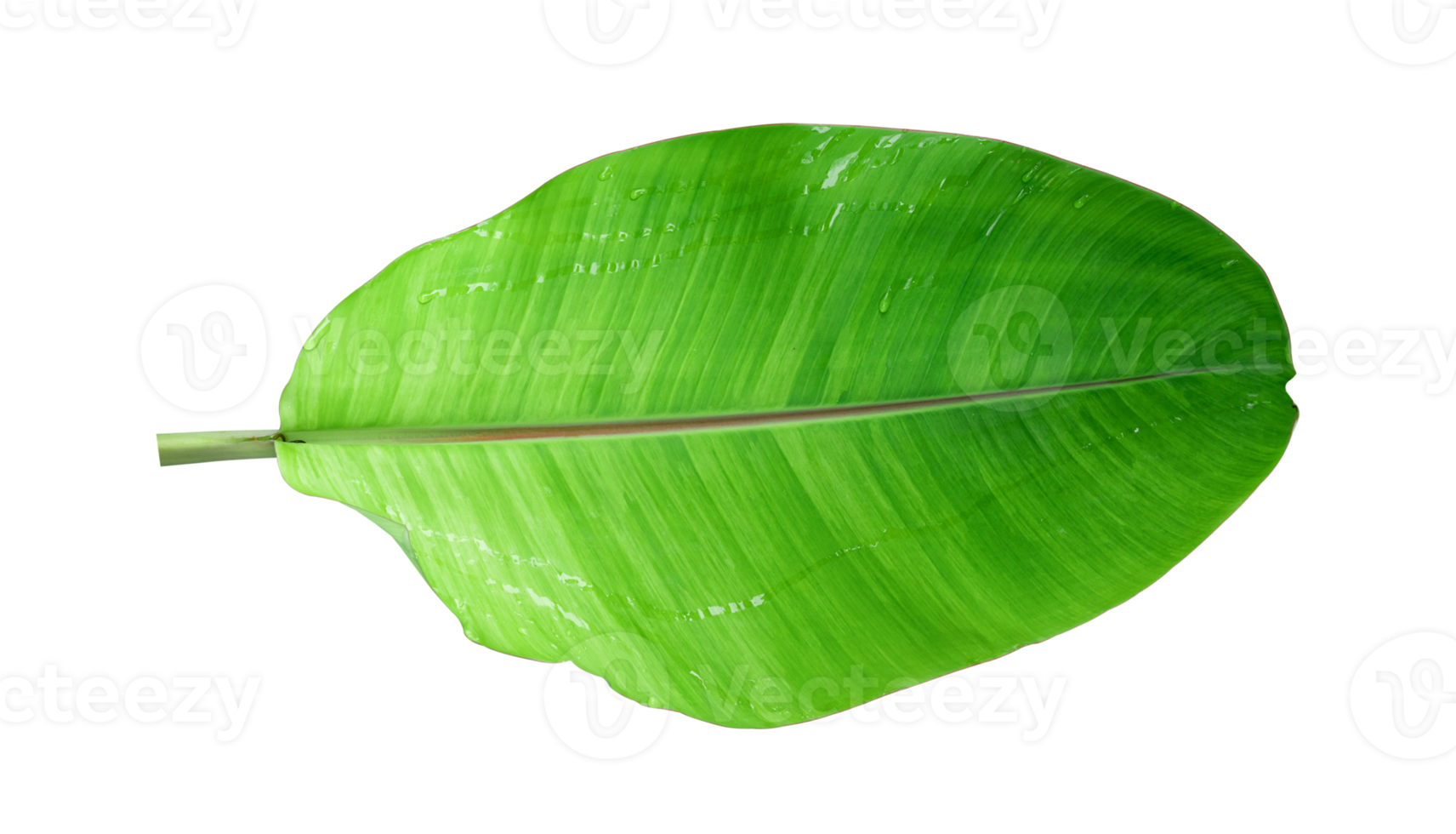 Fresh banana leaves isolated on transparent background PNG file