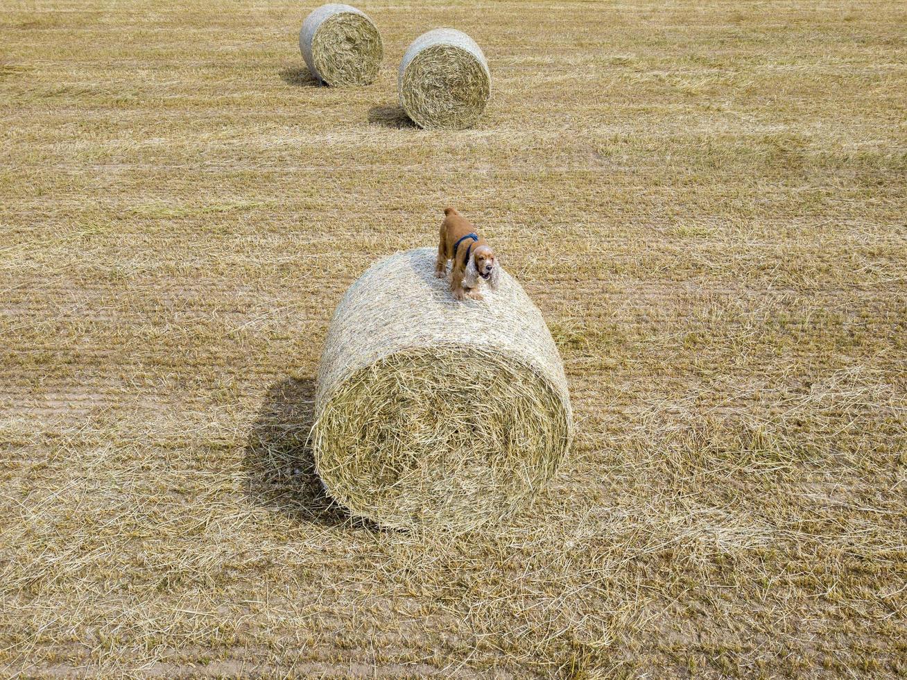 Dog puppy cocker spaniel  on wheat harvested grain ball photo