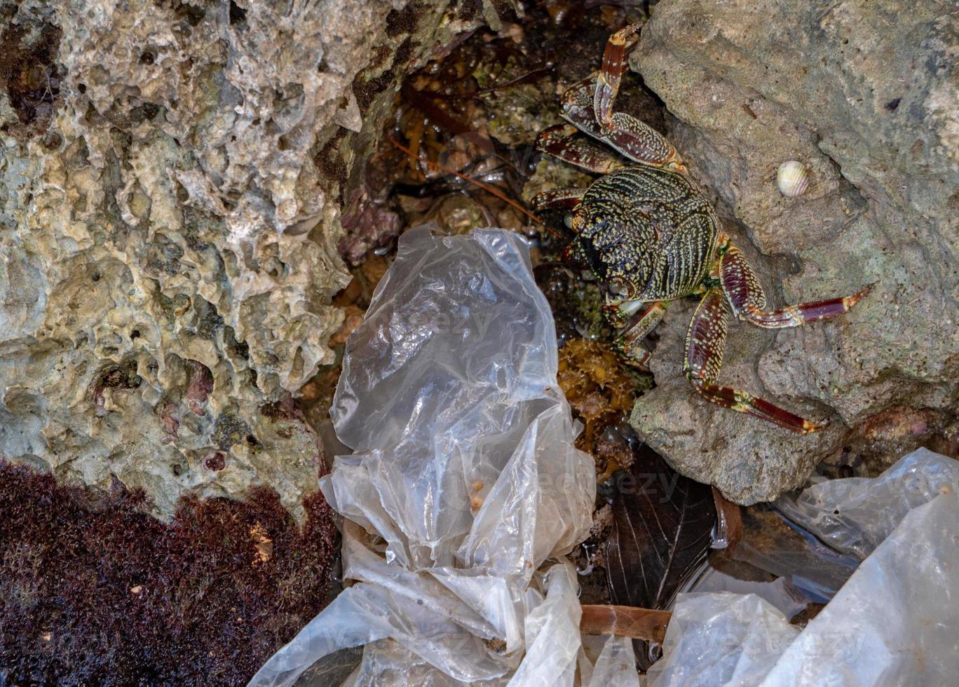 cangrejo comer plástico contaminación medio ambiente mar en peligro foto