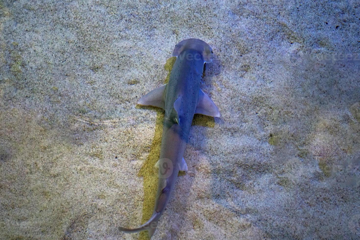 juvenile hammerhead shark swimming in shallow waters photo