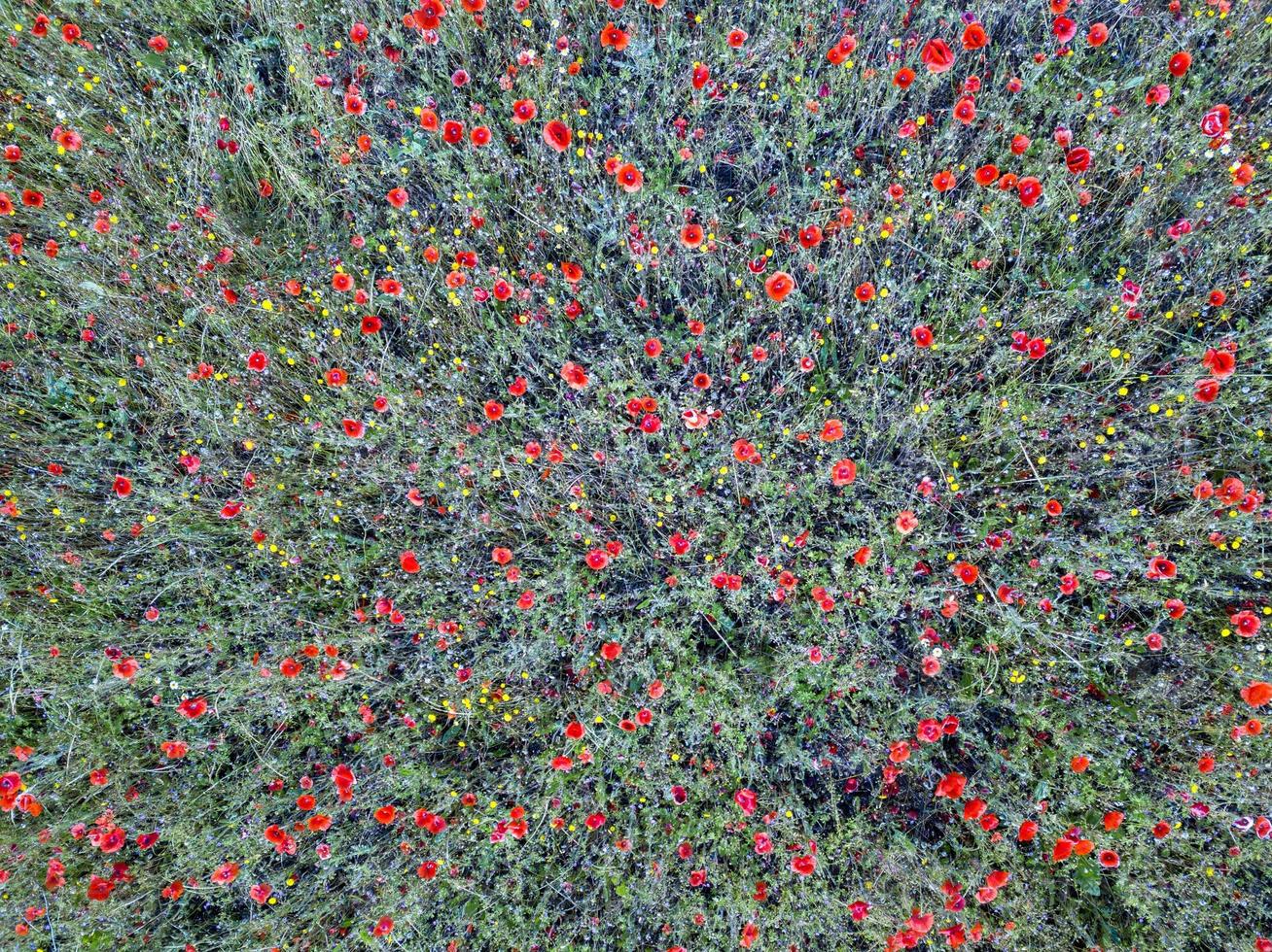 Poppy field aerial view panorama landscape photo