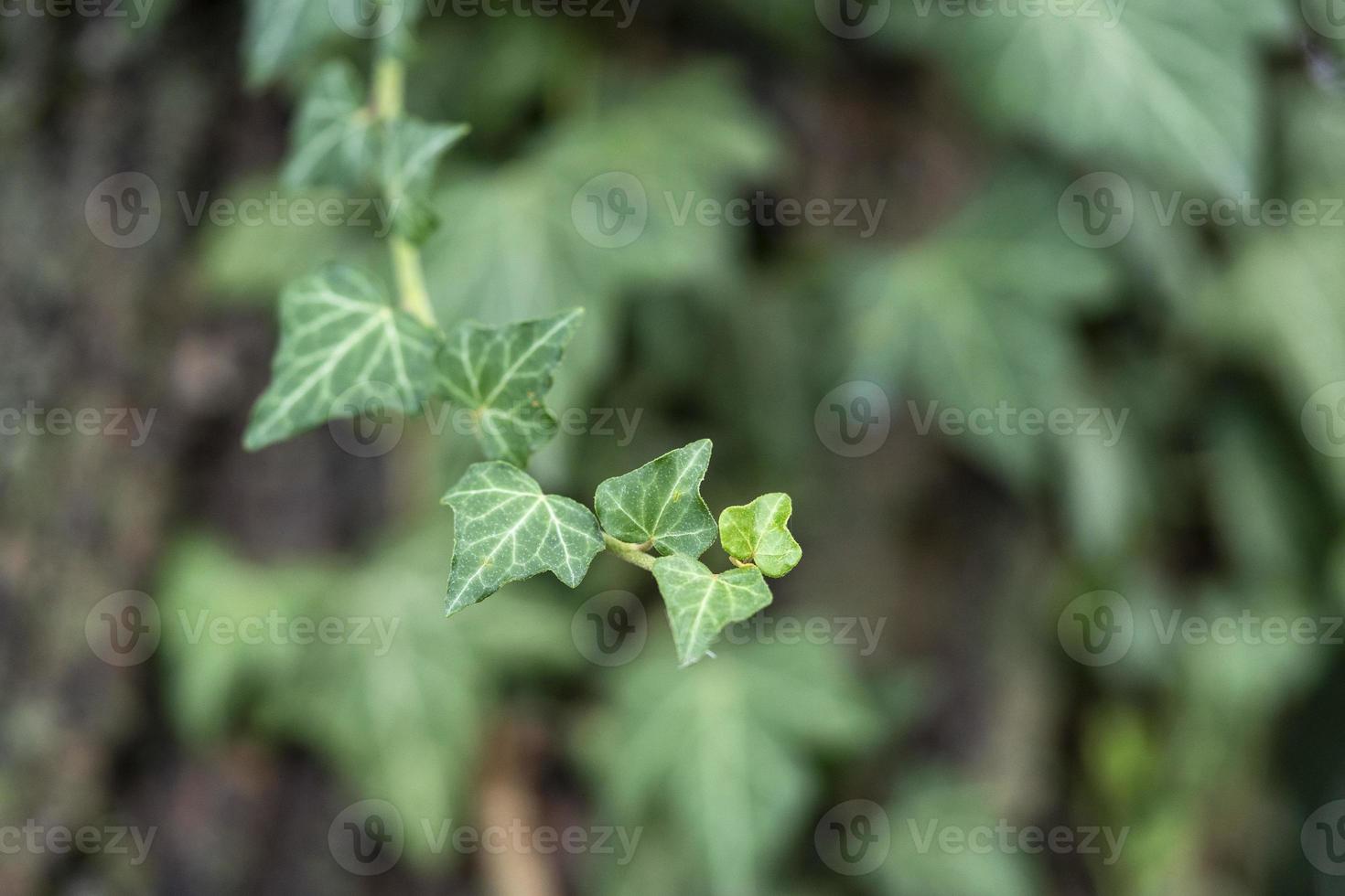 ivy branch on green bokeh photo