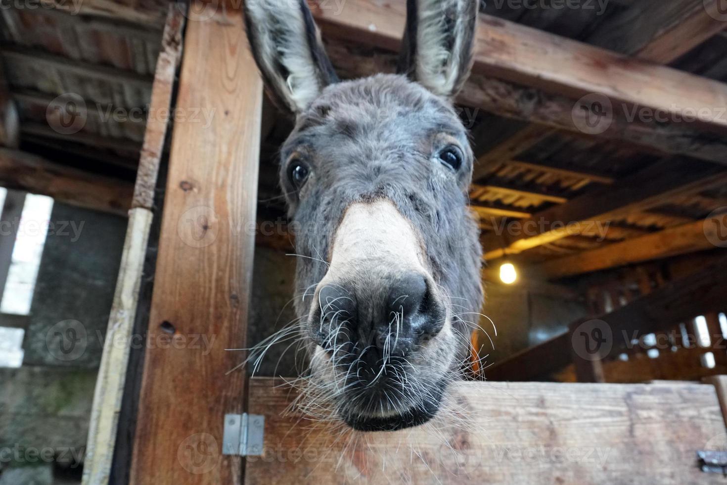 christmas donkey in stable photo