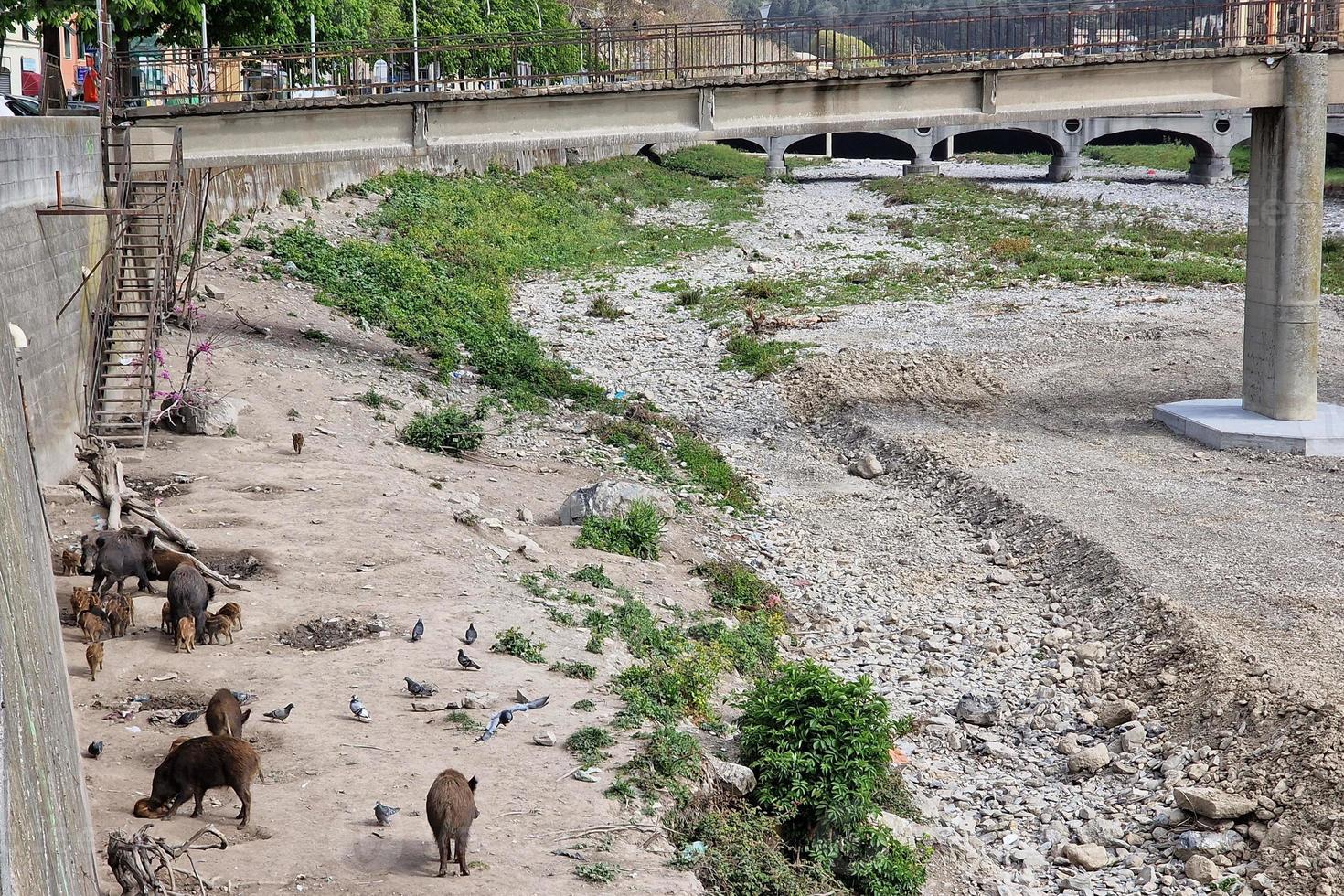 peste porcina jabalí en la ciudad de génova río bisagno vida silvestre urbana buscando comida en la basura y descansando foto
