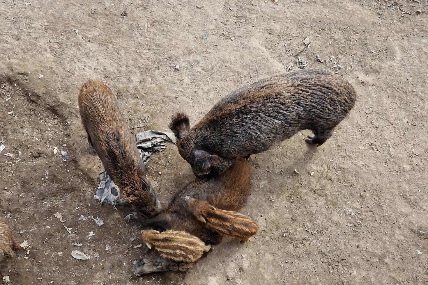 swine fever wild boar in Genoa town Bisagno river urban wildlife looking for food in garbage and resting photo