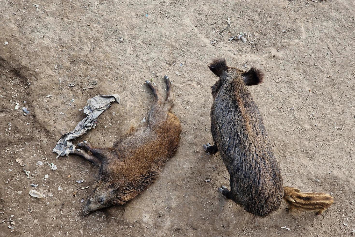 peste porcina jabalí en la ciudad de génova río bisagno vida silvestre urbana buscando comida en la basura y descansando foto