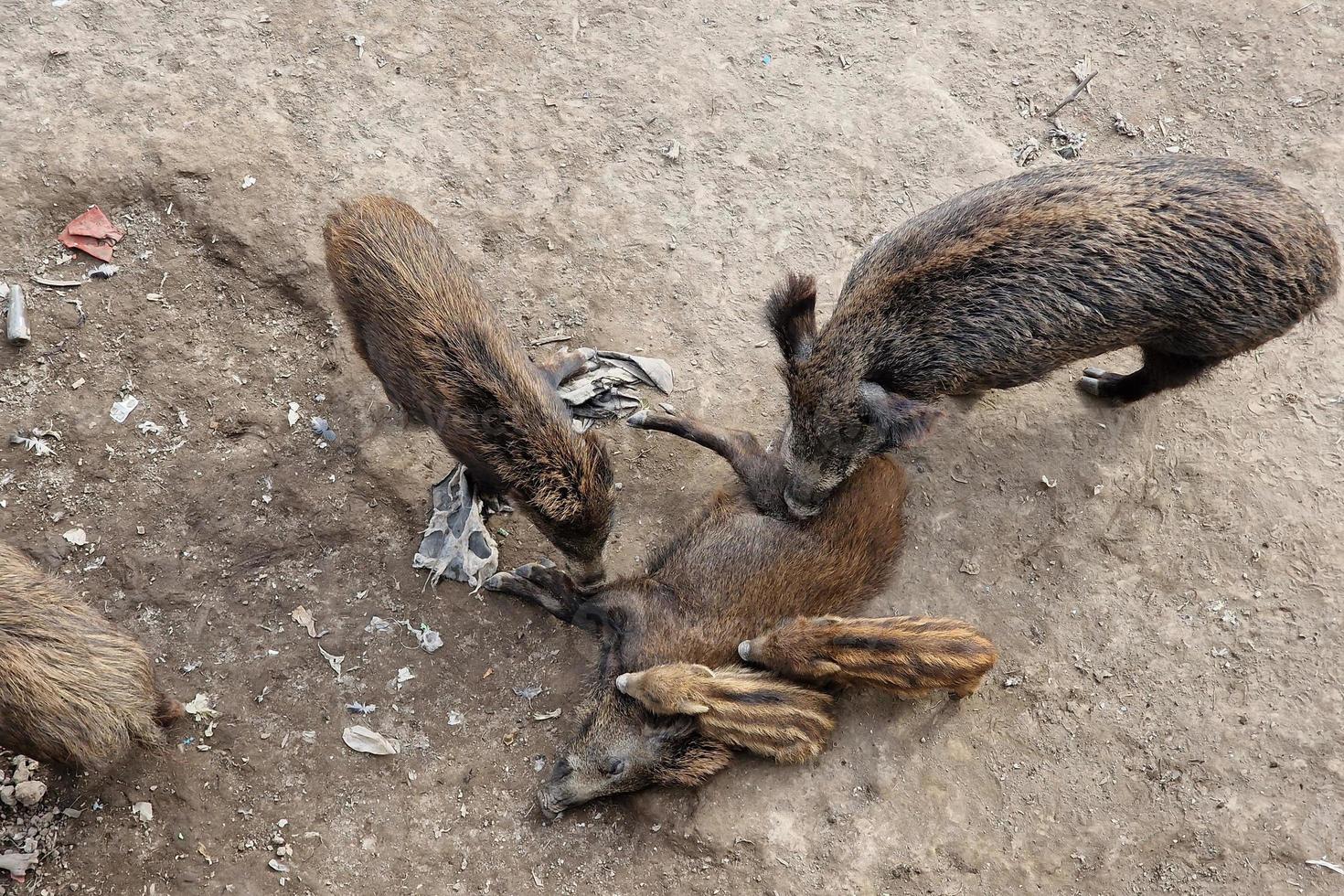 swine fever wild boar in Genoa town Bisagno river urban wildlife looking for food in garbage and resting photo