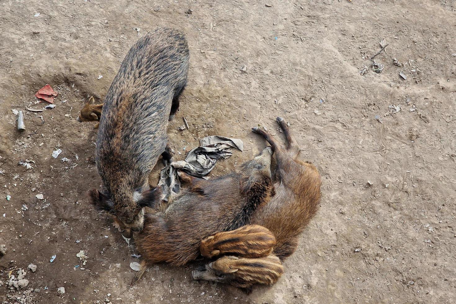 swine fever wild boar in Genoa town Bisagno river urban wildlife looking for food in garbage and resting photo