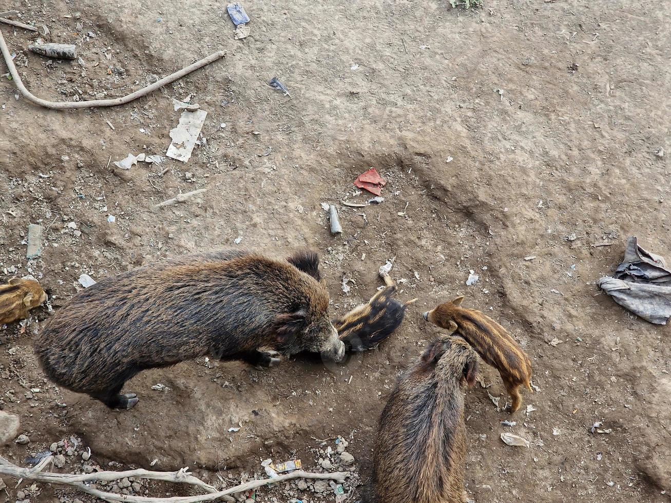 peste porcina jabalí en la ciudad de génova río bisagno vida silvestre urbana buscando comida en la basura y descansando foto